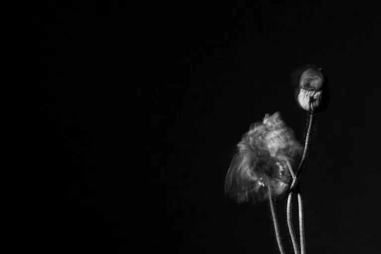8分19秒 Flower